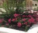 bouganvillea