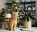 cat-table-with-plants-around